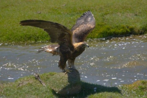 Złoty orzeł. Jeden z największych drapieżnych ptaków Złoty orzeł. Jeden z największych drapieżnych ptaków